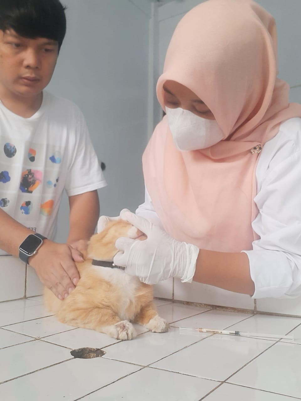 Mengenal Rhinitis pada Kucing