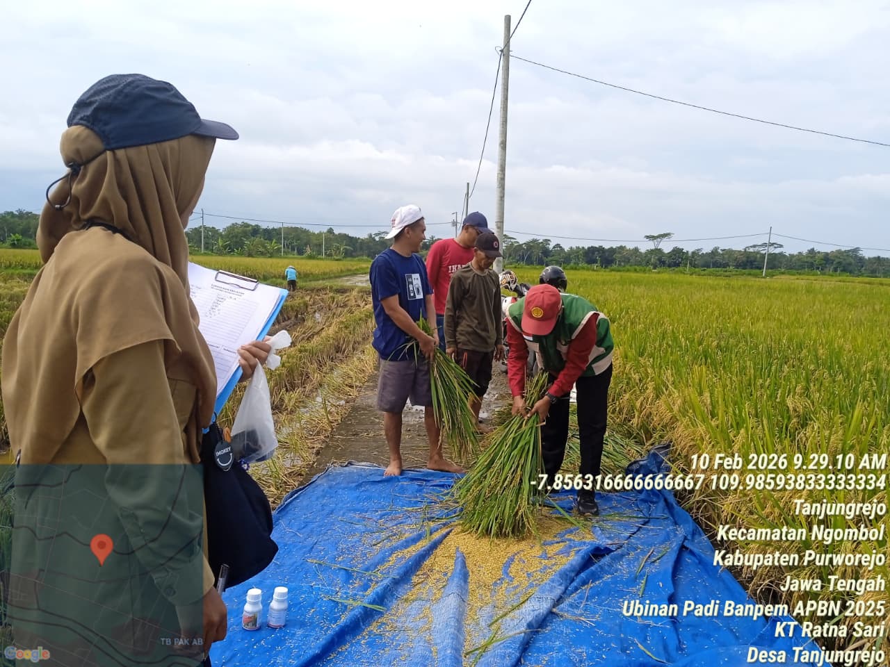 Ubinan Padi Banpem 2025 di Tanjungrejo, Sinergi Petani dan Penyuluh Dorong Produksi