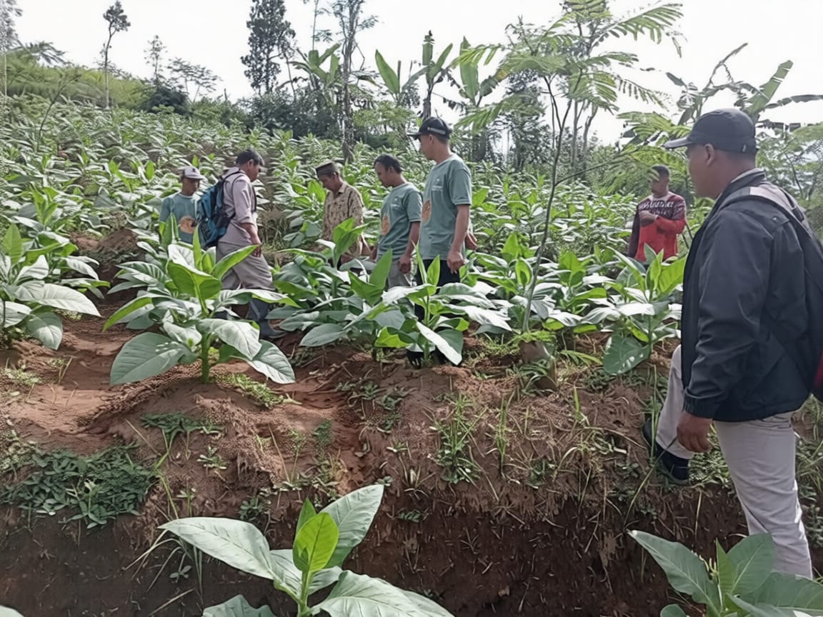 Peserta SL Pantau Pertumbuhan Tembakau, Demplot SL Tunjukkan Perkembangan Menggembirakan
