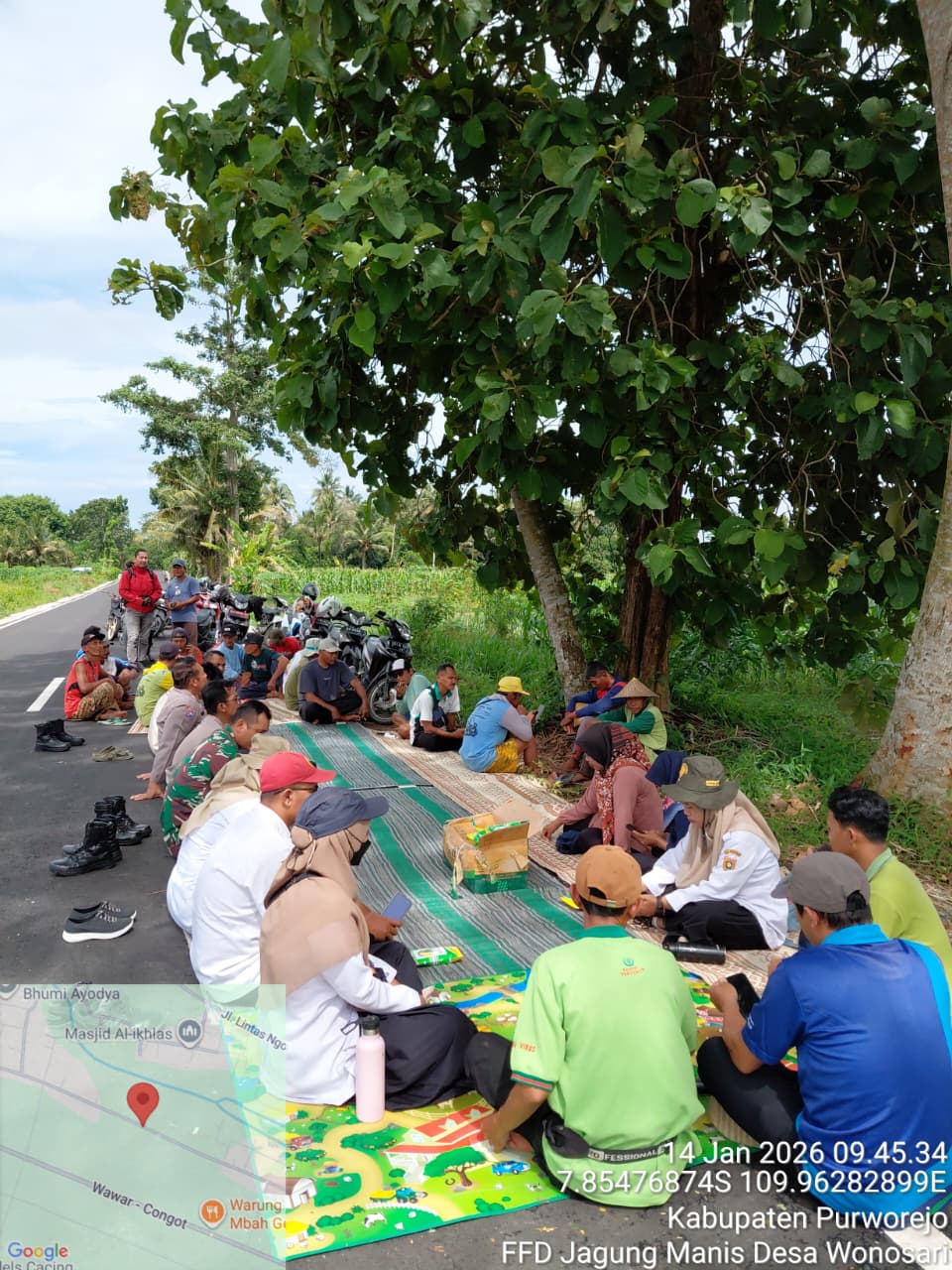 Panen Jagung Manis Panglima di Ngombol, Bukti Komoditas Hortikultura Bernilai Ekonomi