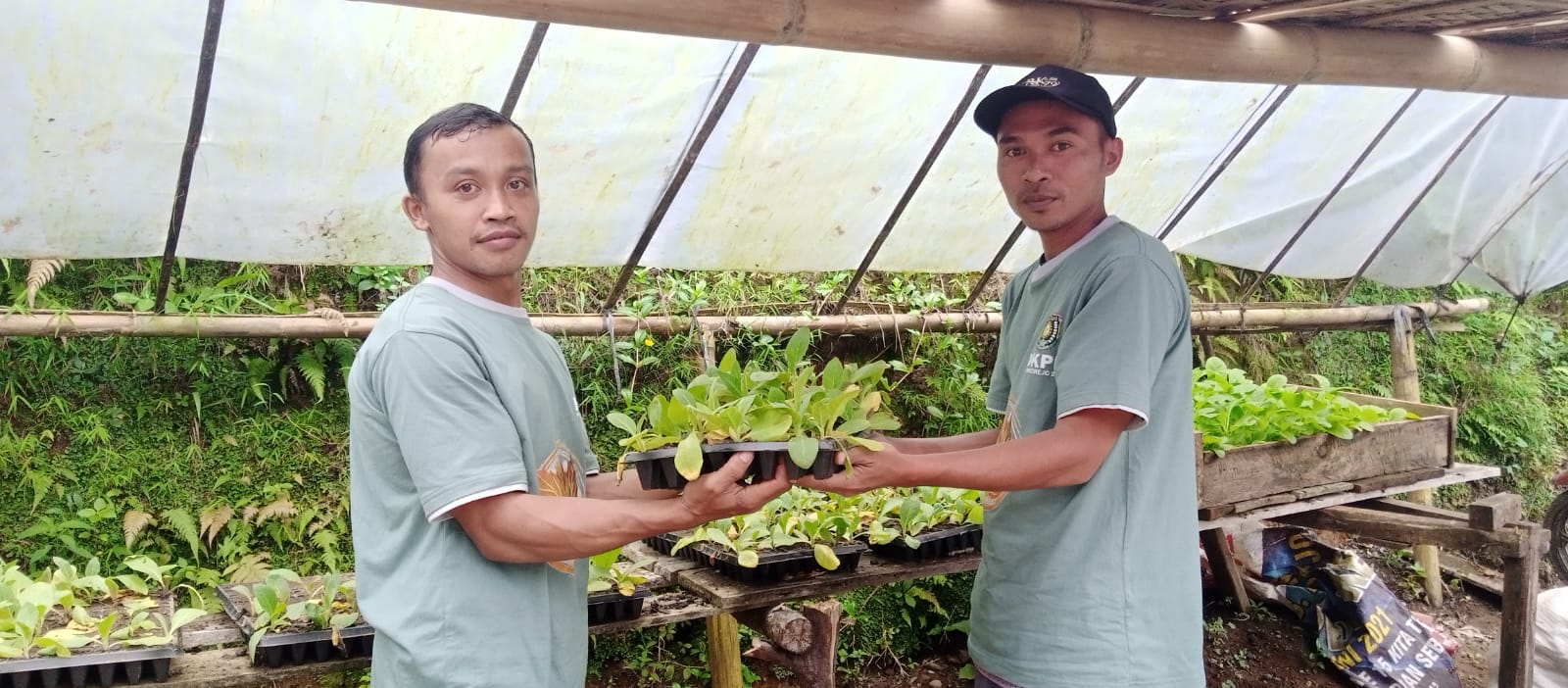 Bibit Tembakau Tiba, Petani KT Makmur Tani Sambut Antusias