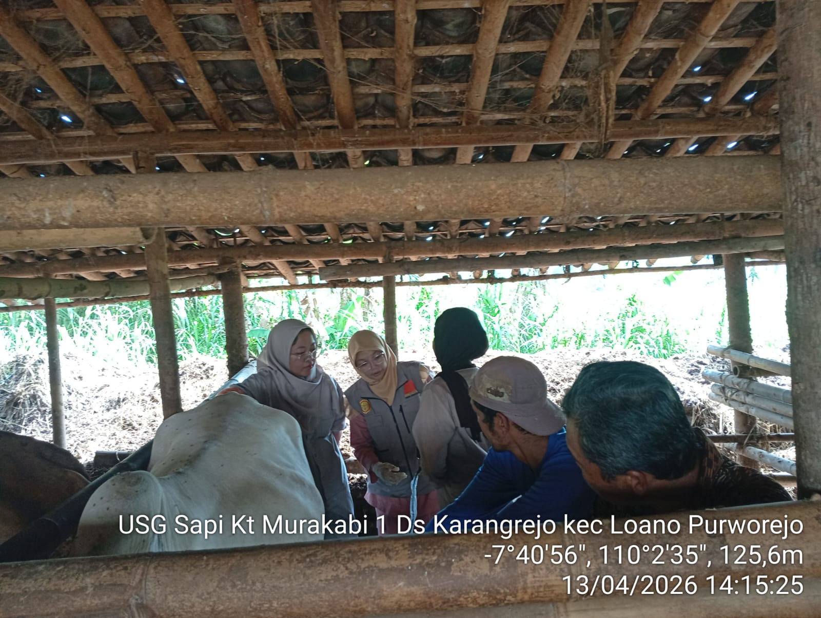 Pemeriksaan Kebuntingan di Kelompok Ternak Murakabi I