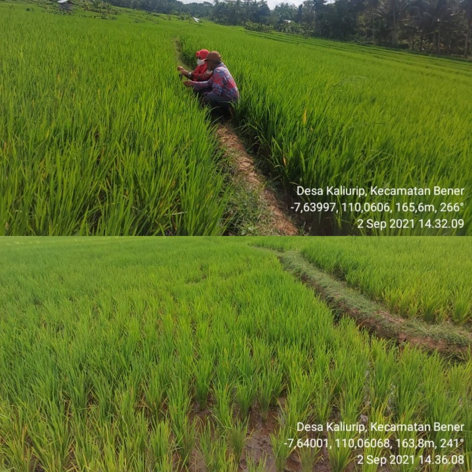 Penanggulangan POPT Blast pada Tanaman Padi