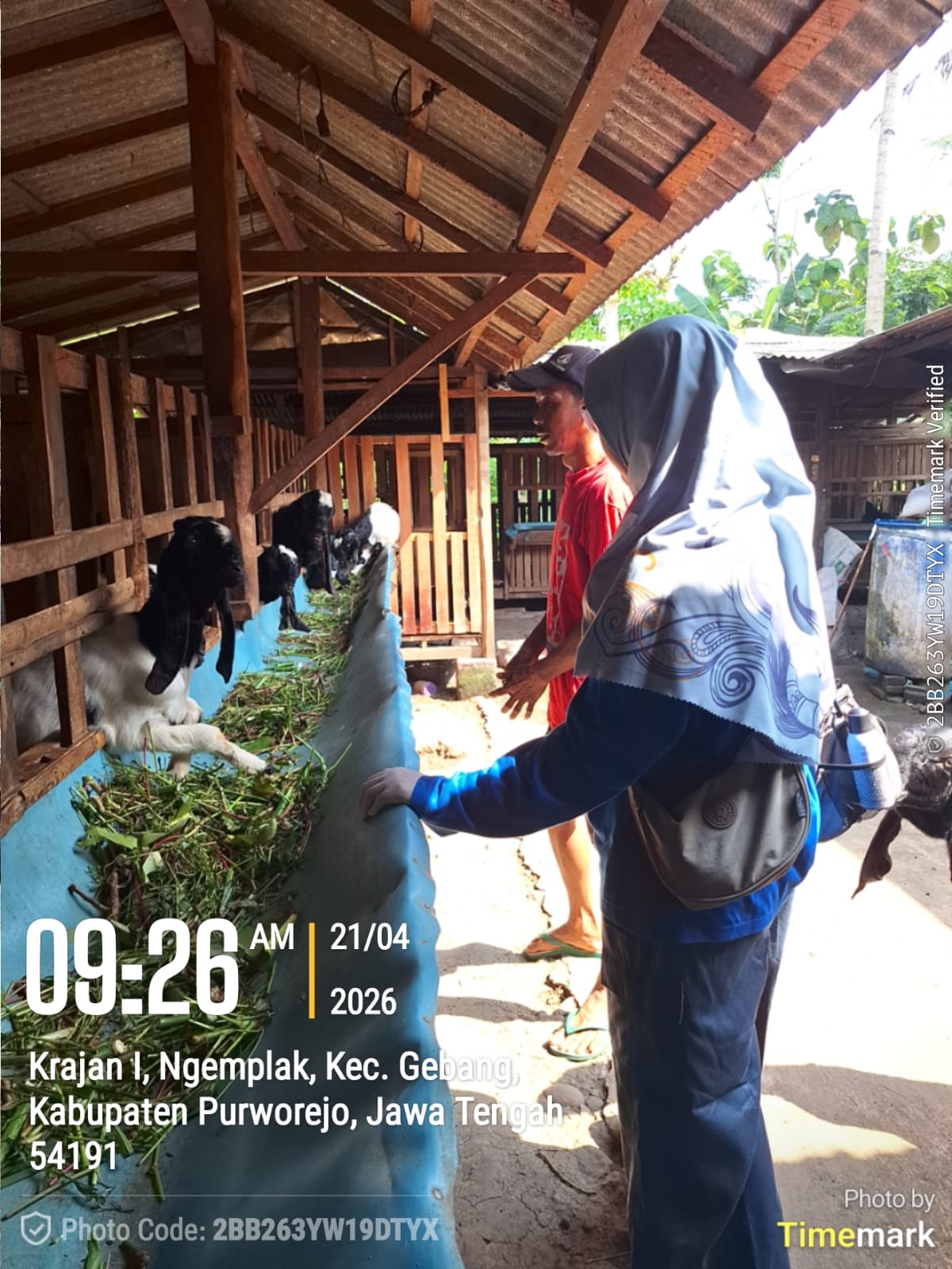 2925 Dosis Vaksin PMK Untuk Cegah Wabah