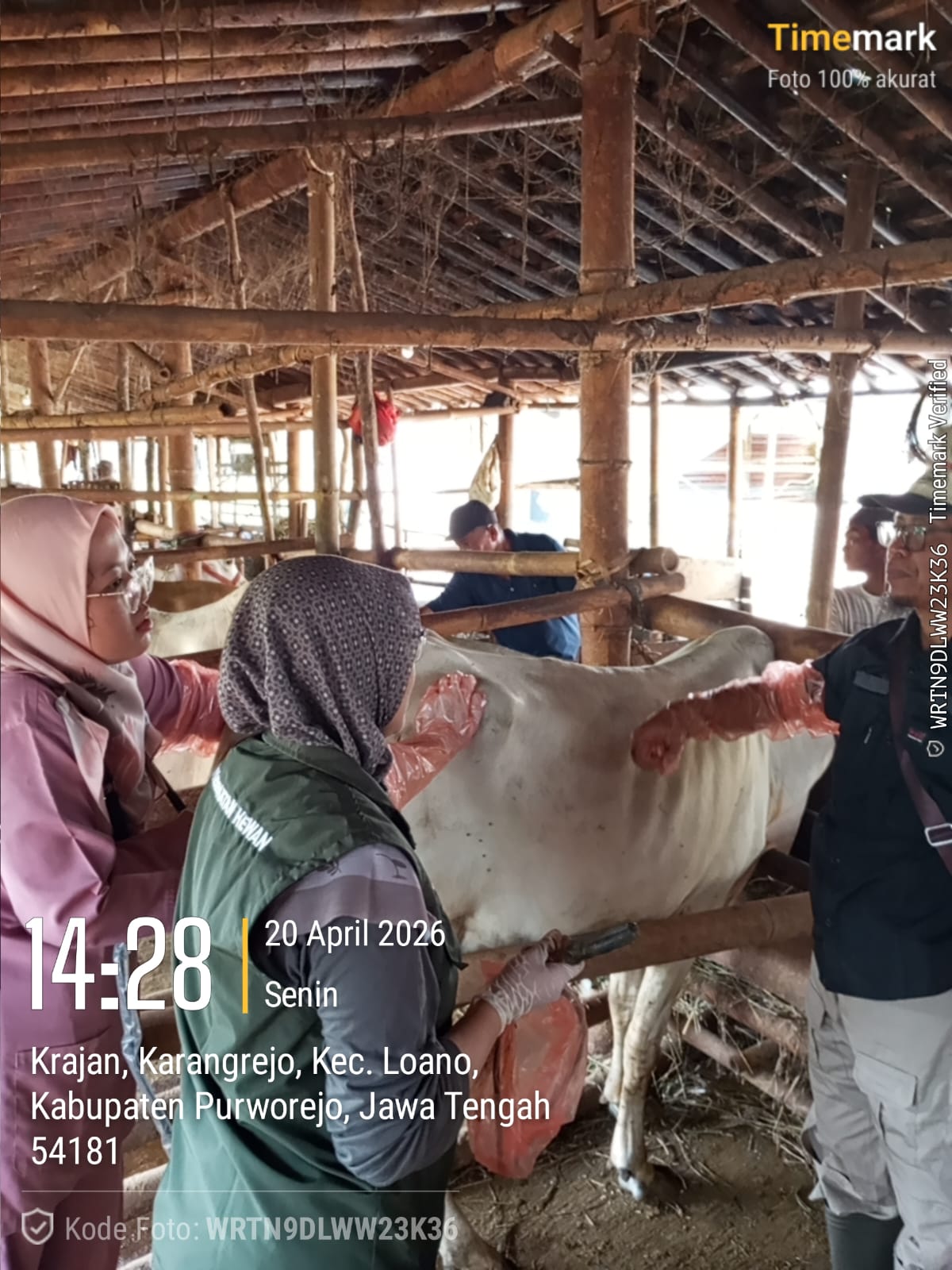 Pemeriksaan Kebuntingan Lanjutan di Kelompok Ternak Murakabi I