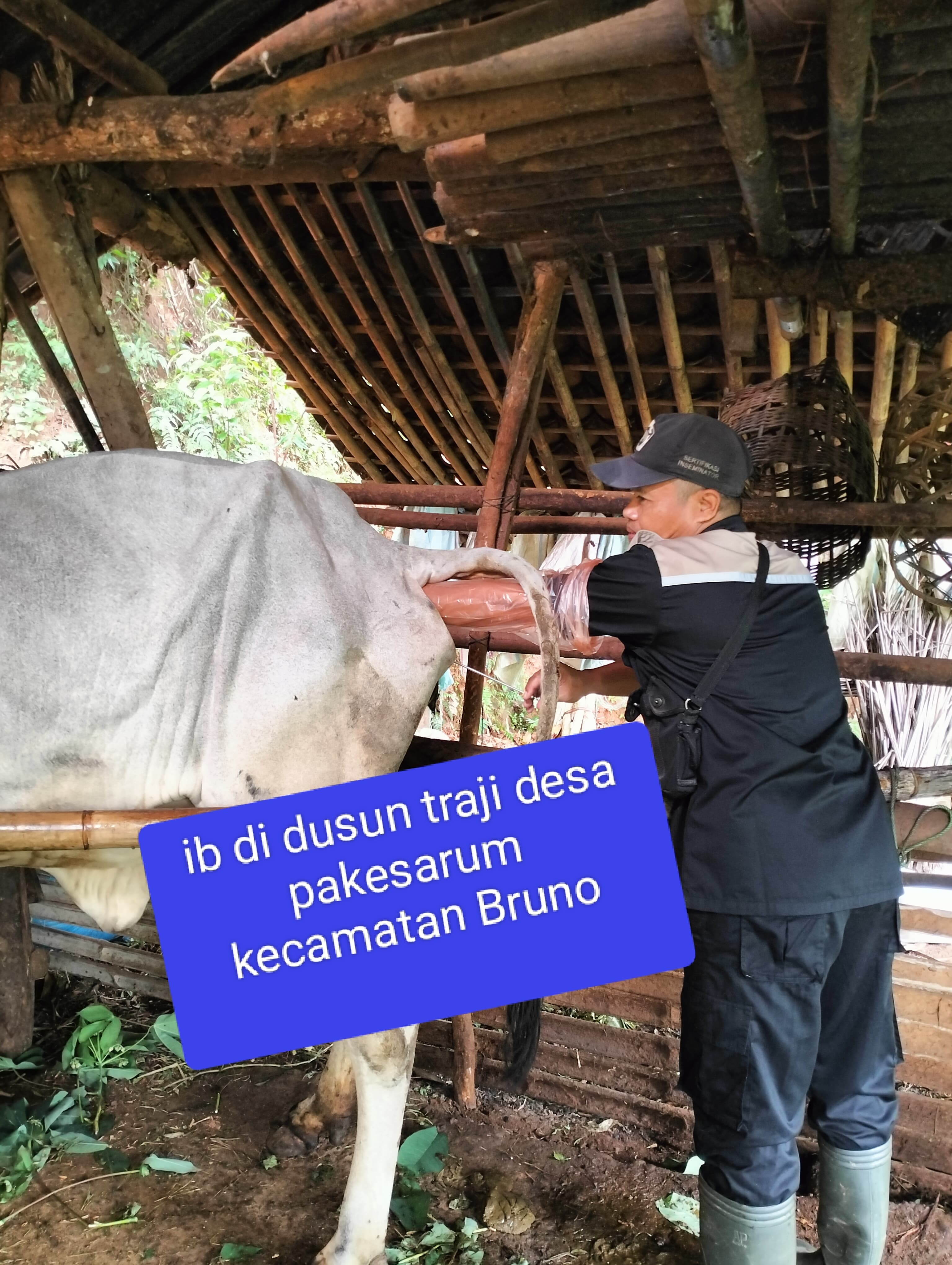 62__Puji.jpg