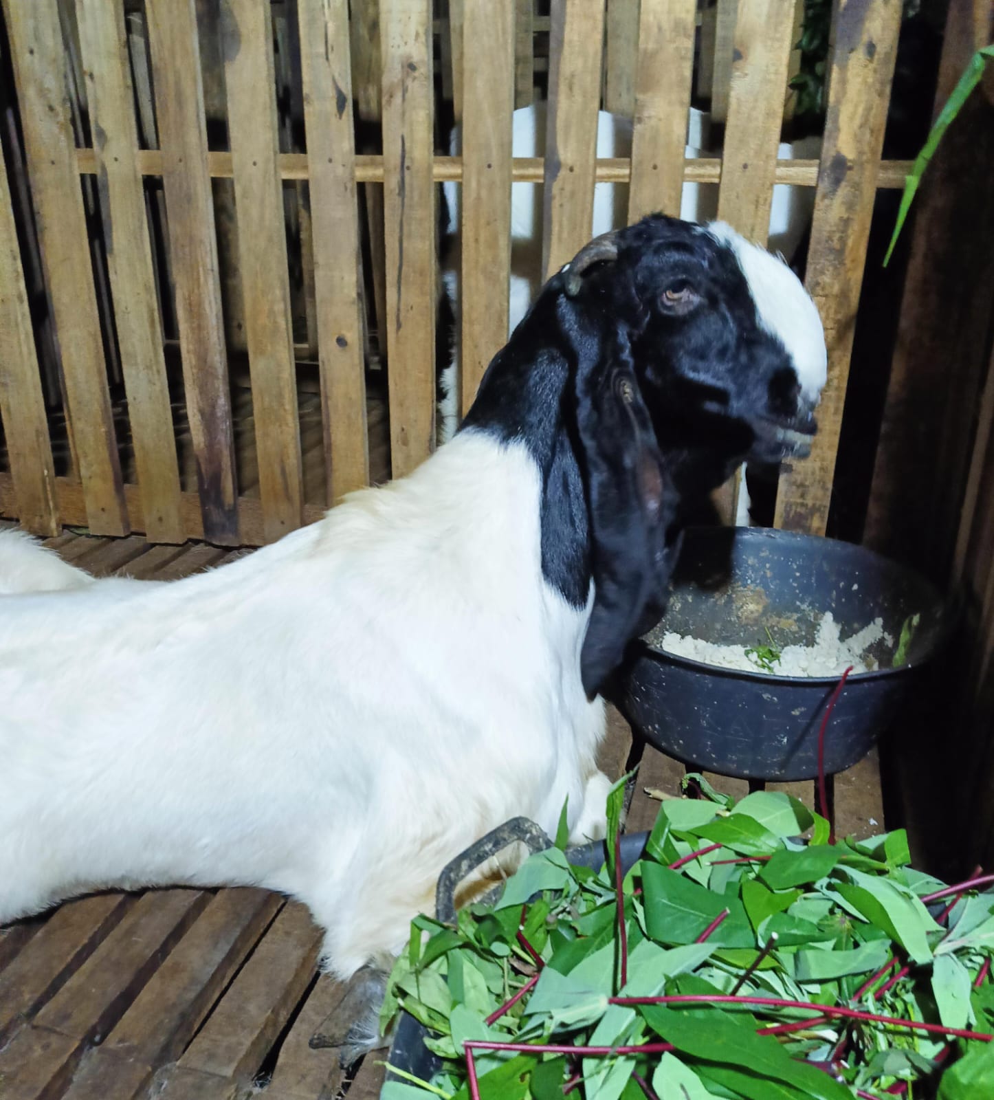 Mastitis, Infeksi Ambing Pada Kambing Kaligesing