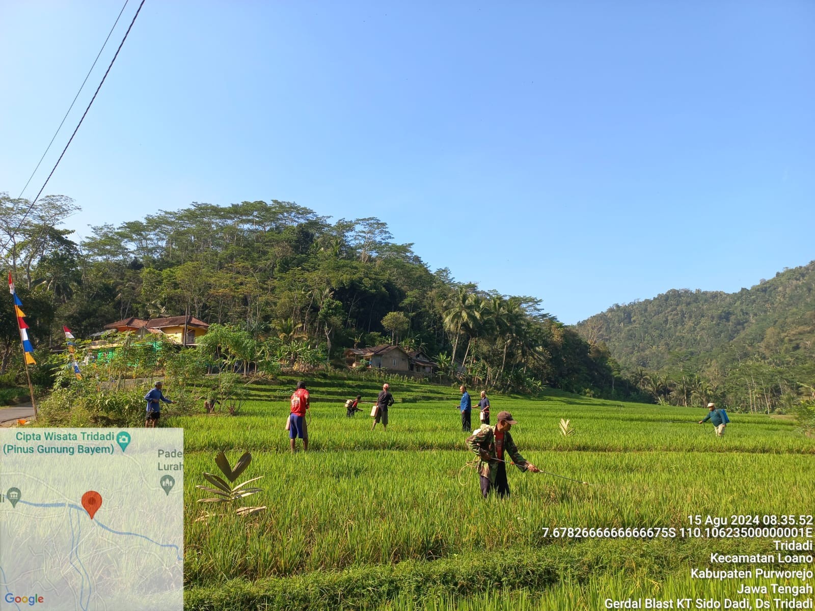 PENGENDALIAN PENYAKIT BLAS PADA TANAMAN PADI  DI KELOMPOKTANI SIDO DADI