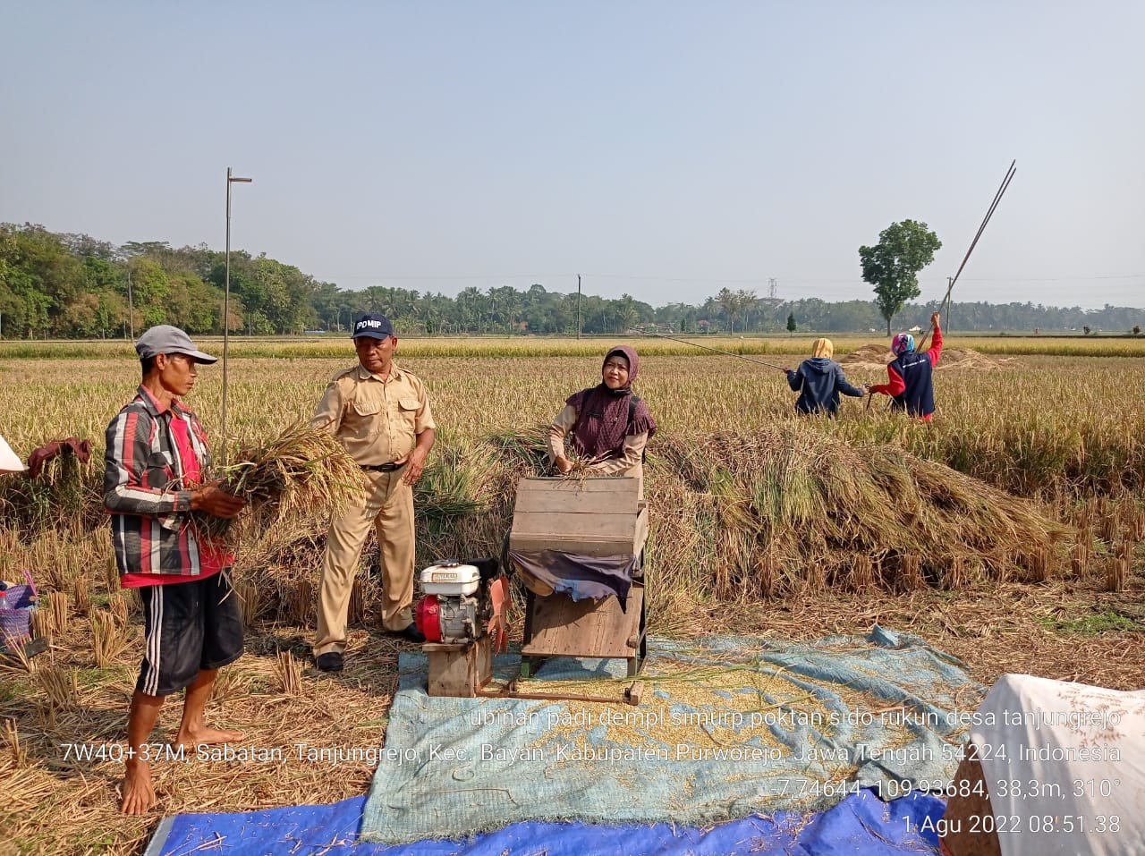 Ubinan Demplot SIMURP di Tanjungrejo, Bayan