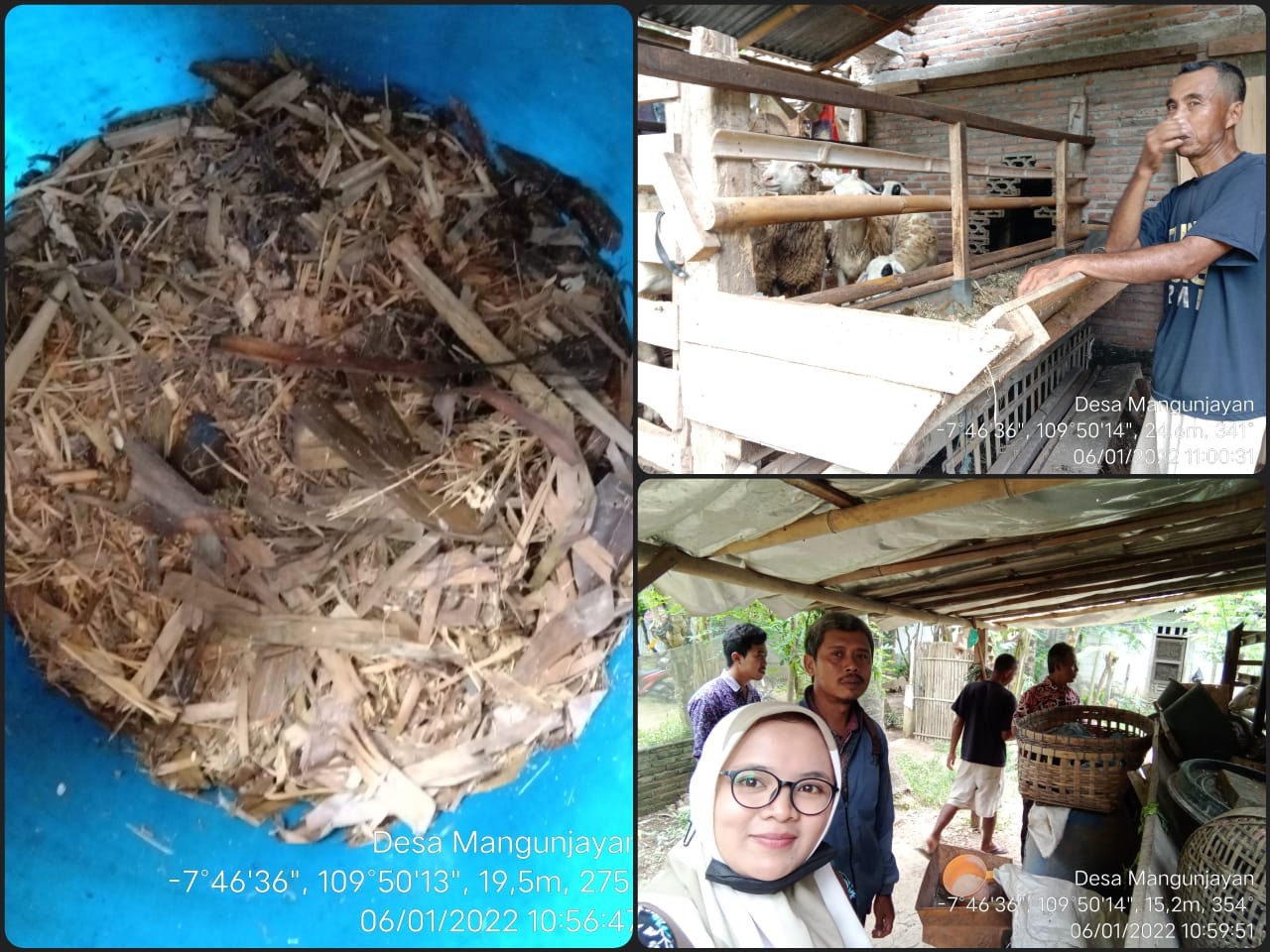 Pembuatan Pakan SILASE untuk Domba