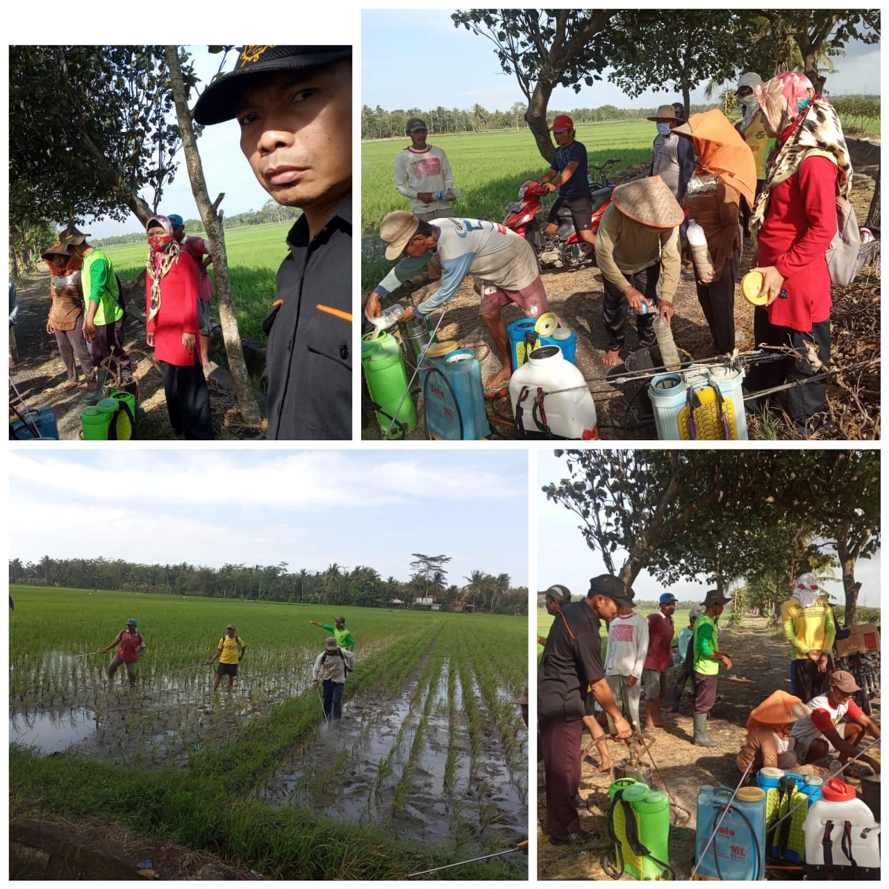 Gerakan pengendalian hama massal