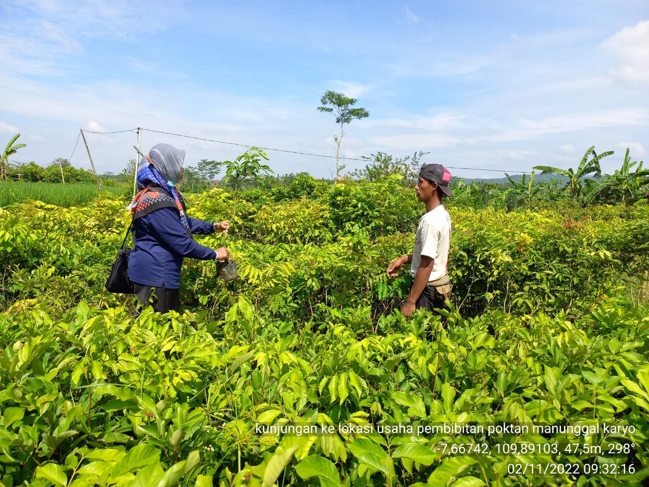 Pembibitan Tanaman Hortikultura Kelengkeng di Desa Kalimeneng