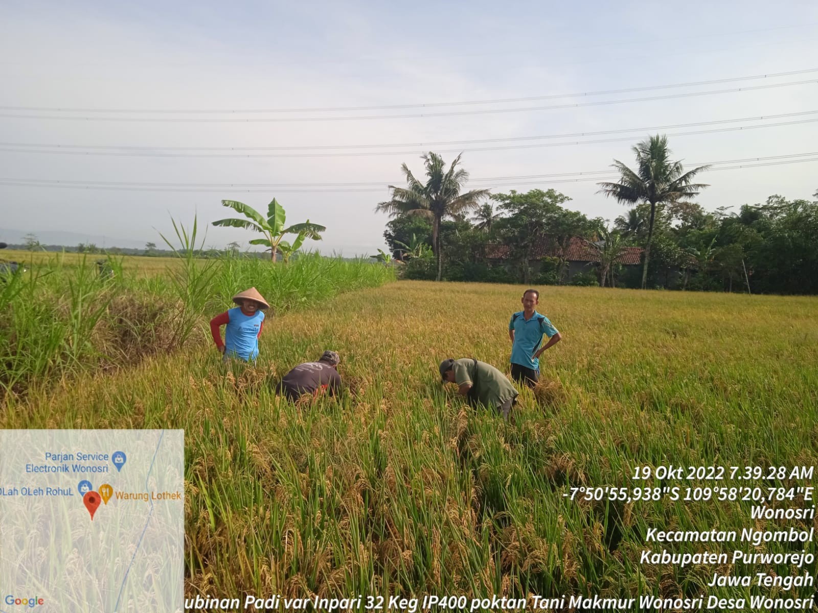 PUAS, PETANI NGOMBOL PANEN KEGIATAN IP400 HINGGA 9 TON PER HEKTAR