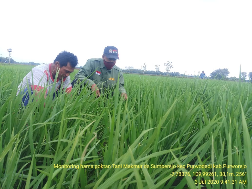 Laporan Gerdal OPT Padi