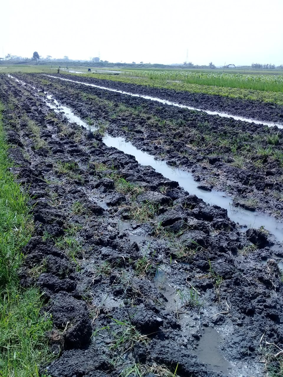 Pendataan Statistik Tanaman Pangan& Hortikultura