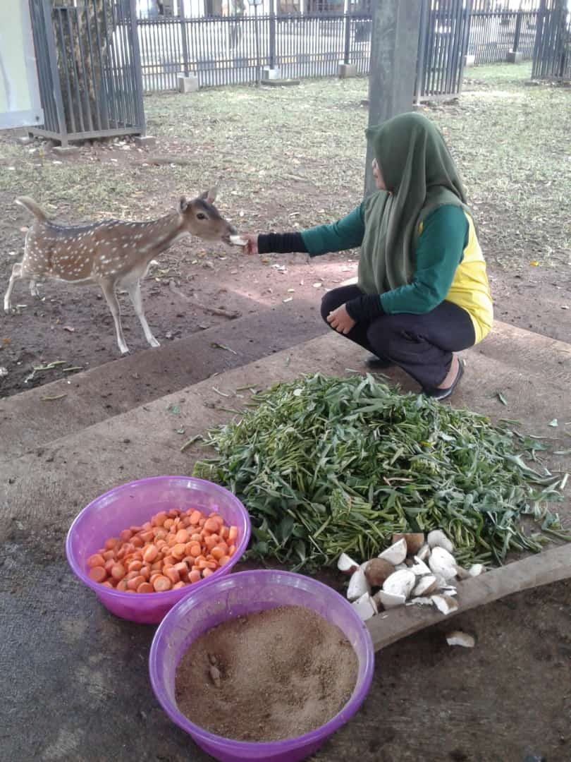 Rusa.jpg