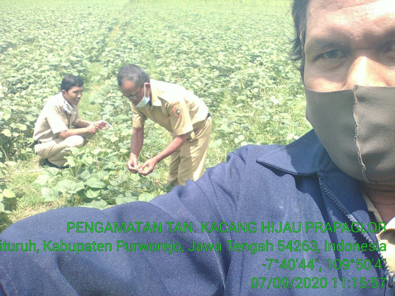 Monitoring tanaman Kacang Hijau
