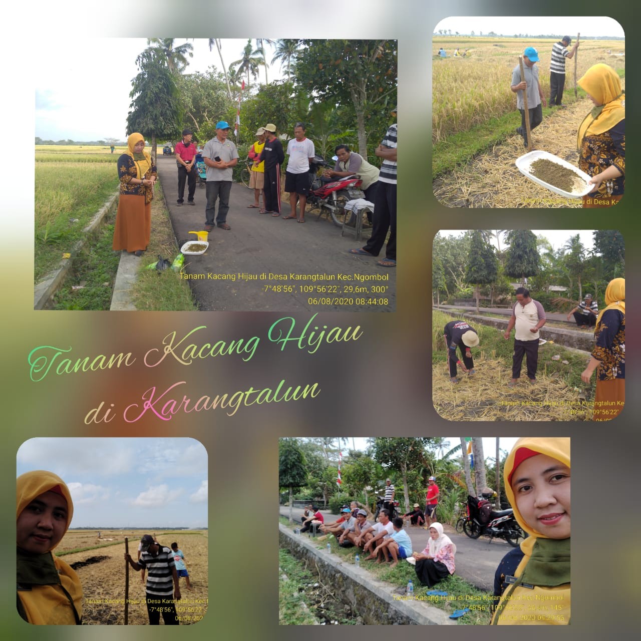 Penanaman Kacang Hijau