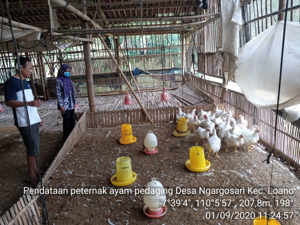 ayam1.jpg