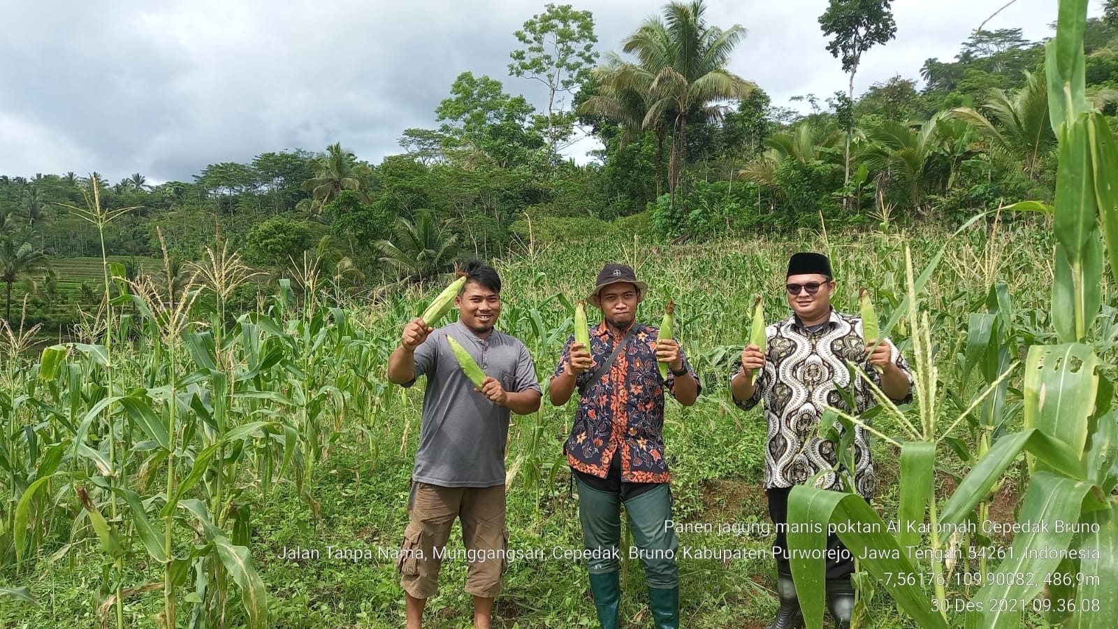 Jagung Manis Talenta, Harga yang Menggiurkan