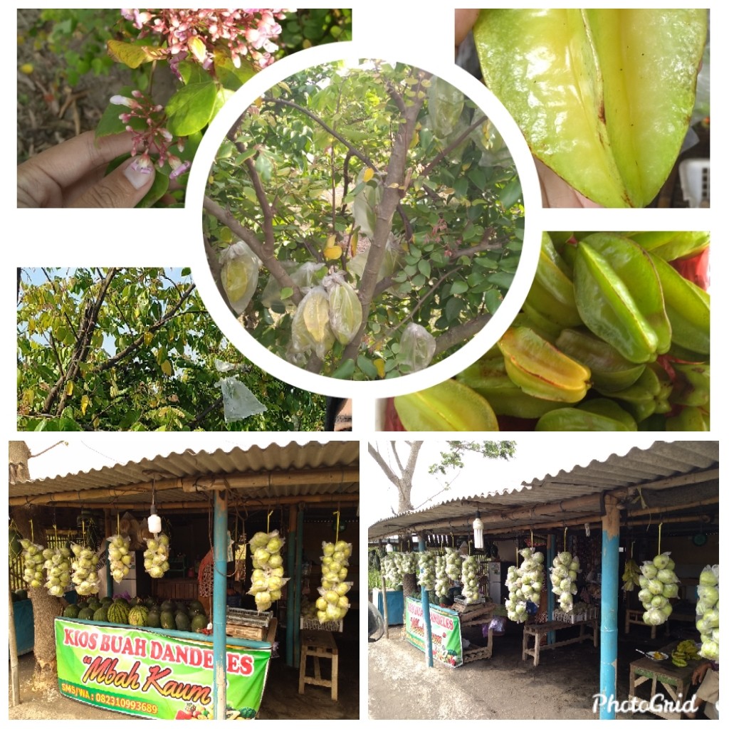 buah.jpg