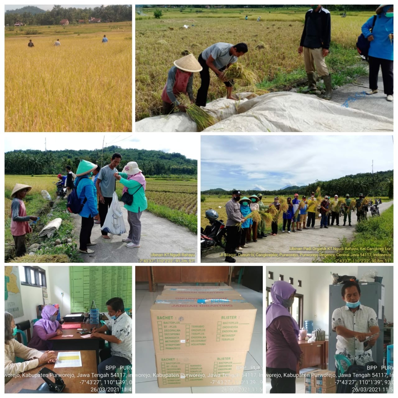 Ubinan  padi varietas Sintanur ditanam dengan model Jarwo 2:1