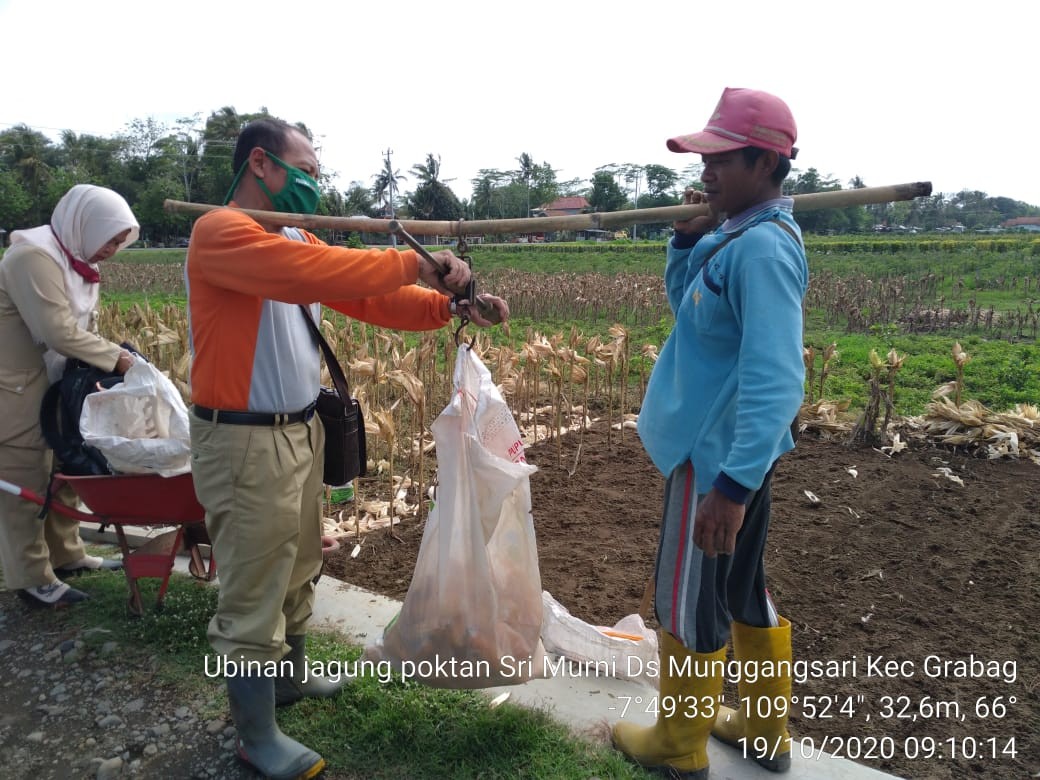 Ubinan Jagung