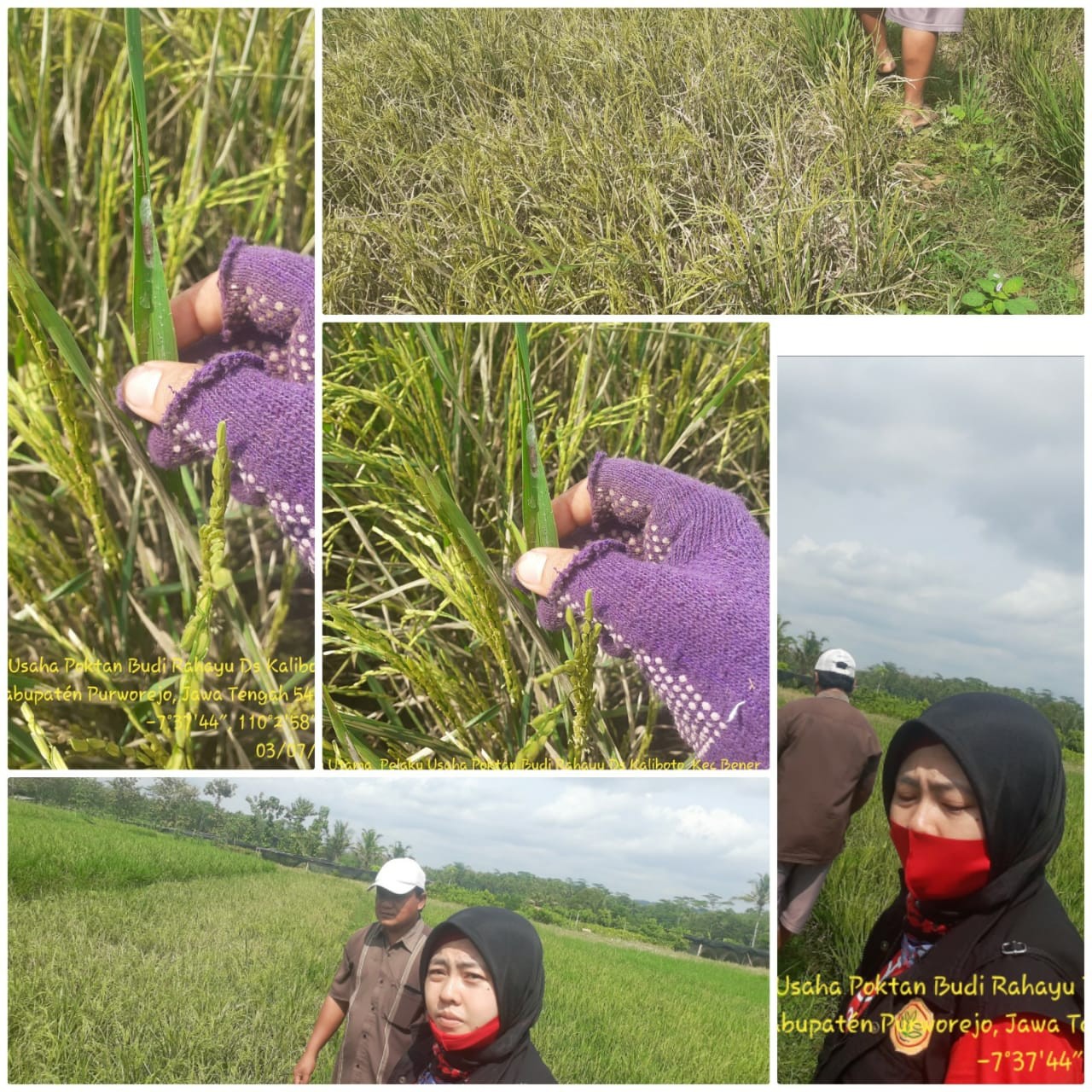 Ku jungan Penyuluh ke Kelompok Tani Binaan