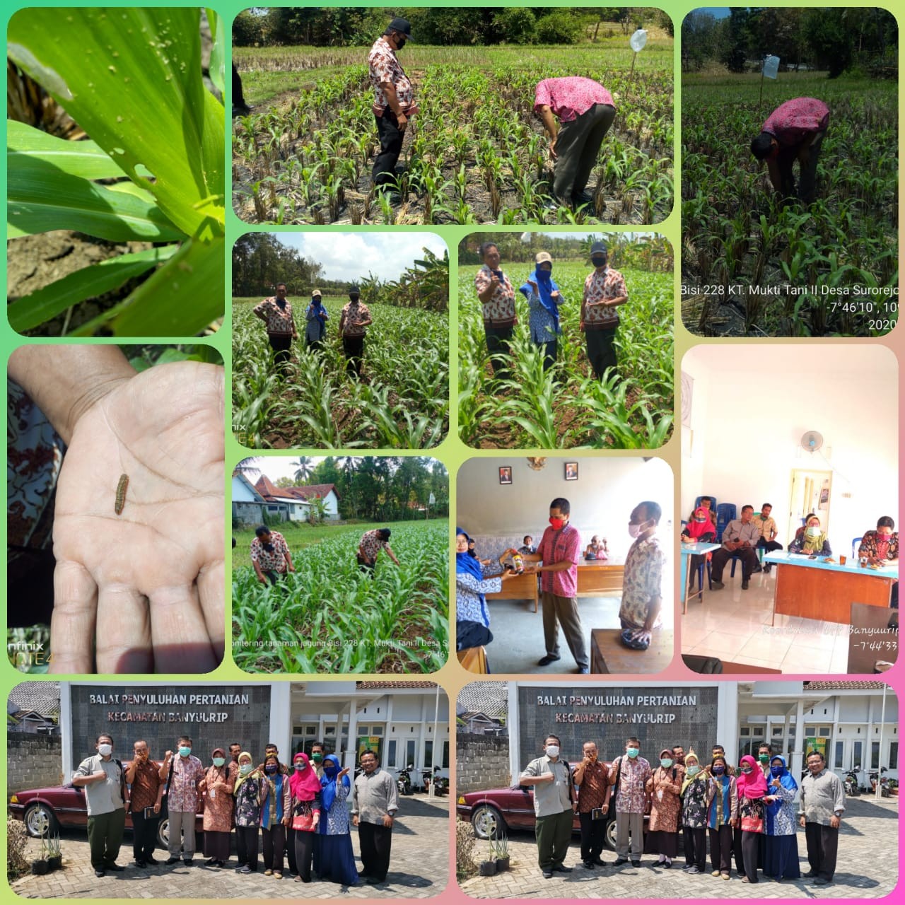 Monitoring tanaman Jagung