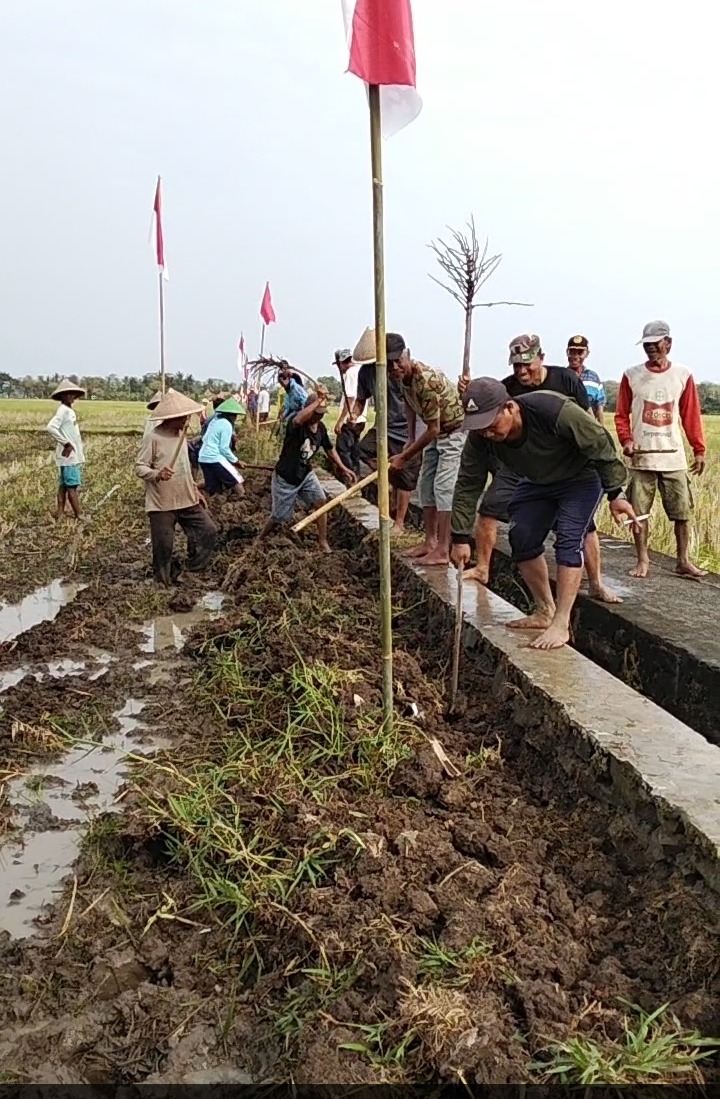 Panen Kacang Tanah di KT Ngudi Makmur II Desa Kebongunung, Loano
