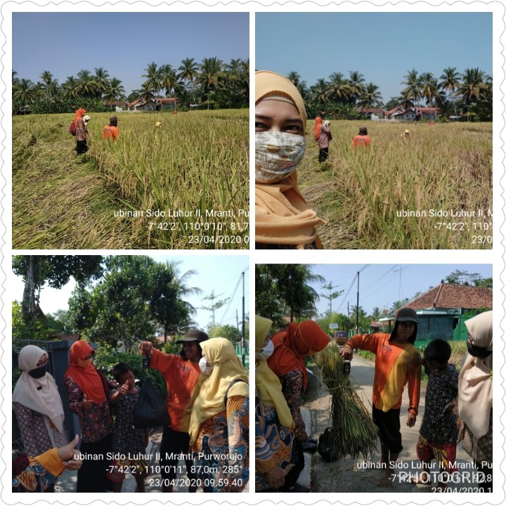 Ubinan dan Panen Padi MT I