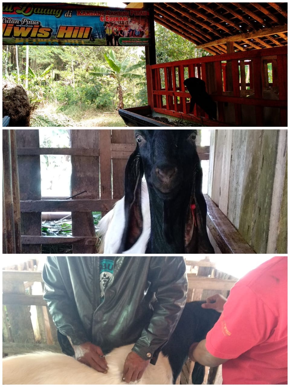 ternak.jpg