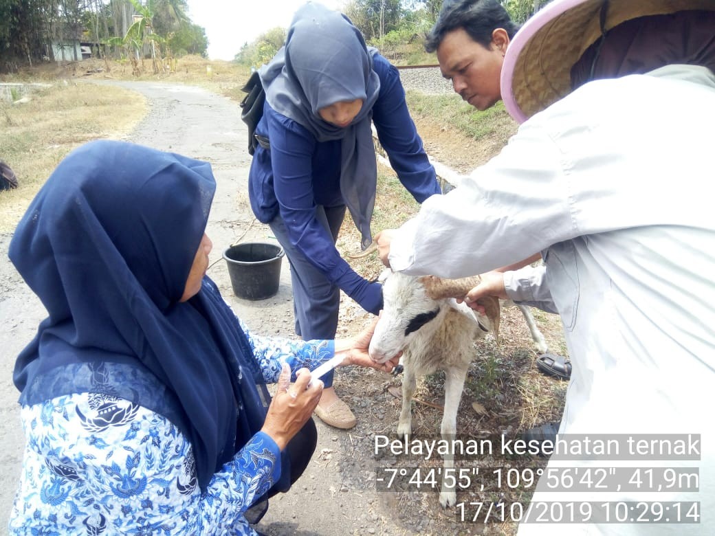 Pengobatan Masal Ternak