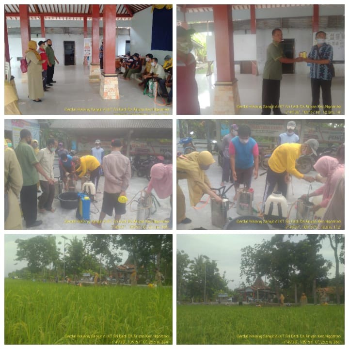 JAGA PRODUKTIVITAS PADI, BPP NGOMBOL LAKUKAN GERDAL WALANG SANGIT