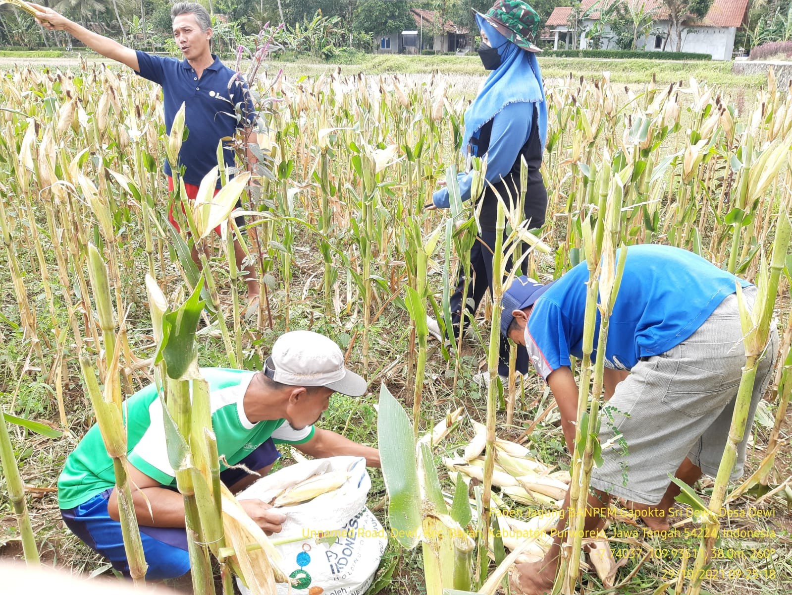 Benih Jagung Bisi 816 cocok untuk Petani Purworejo???