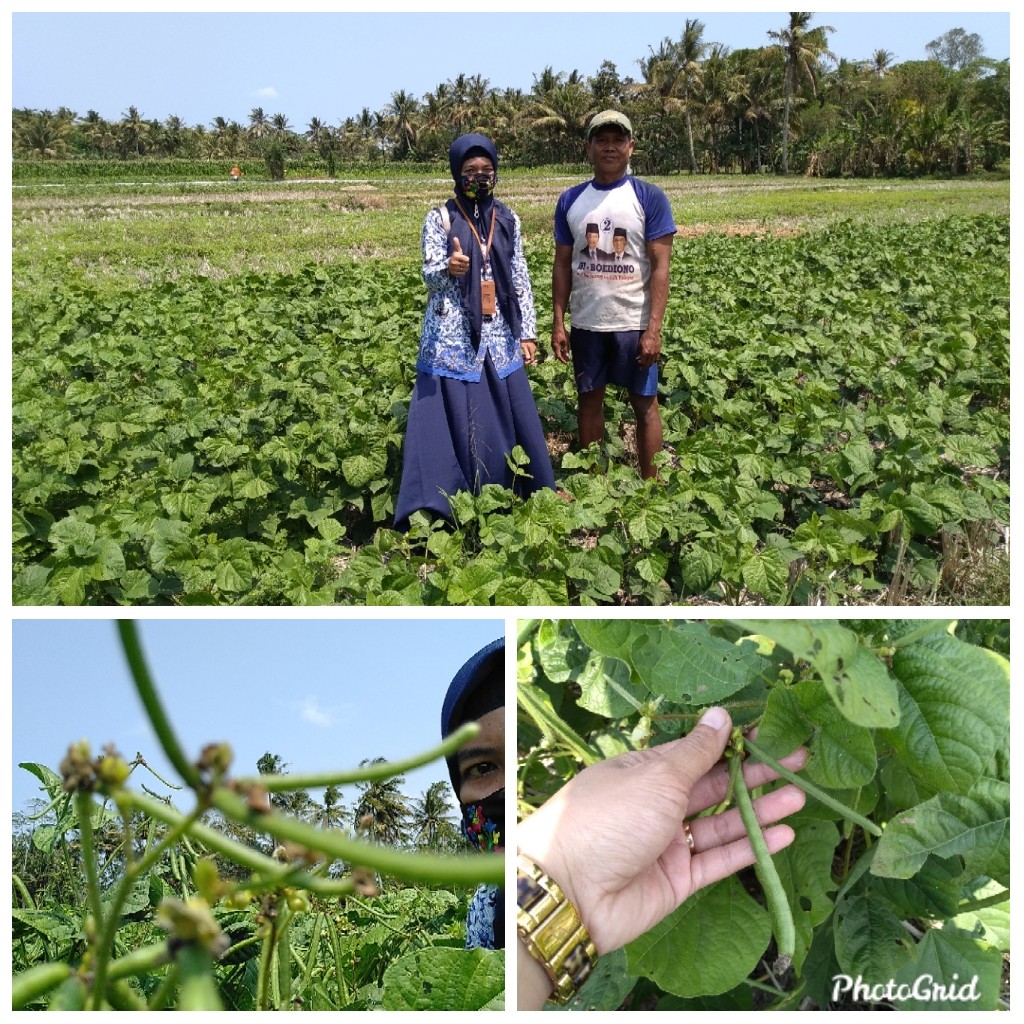 Kegiatan PPL Wibi Ringgit Kec Ngombol Hari Kamis Tanggal 17 September 2020