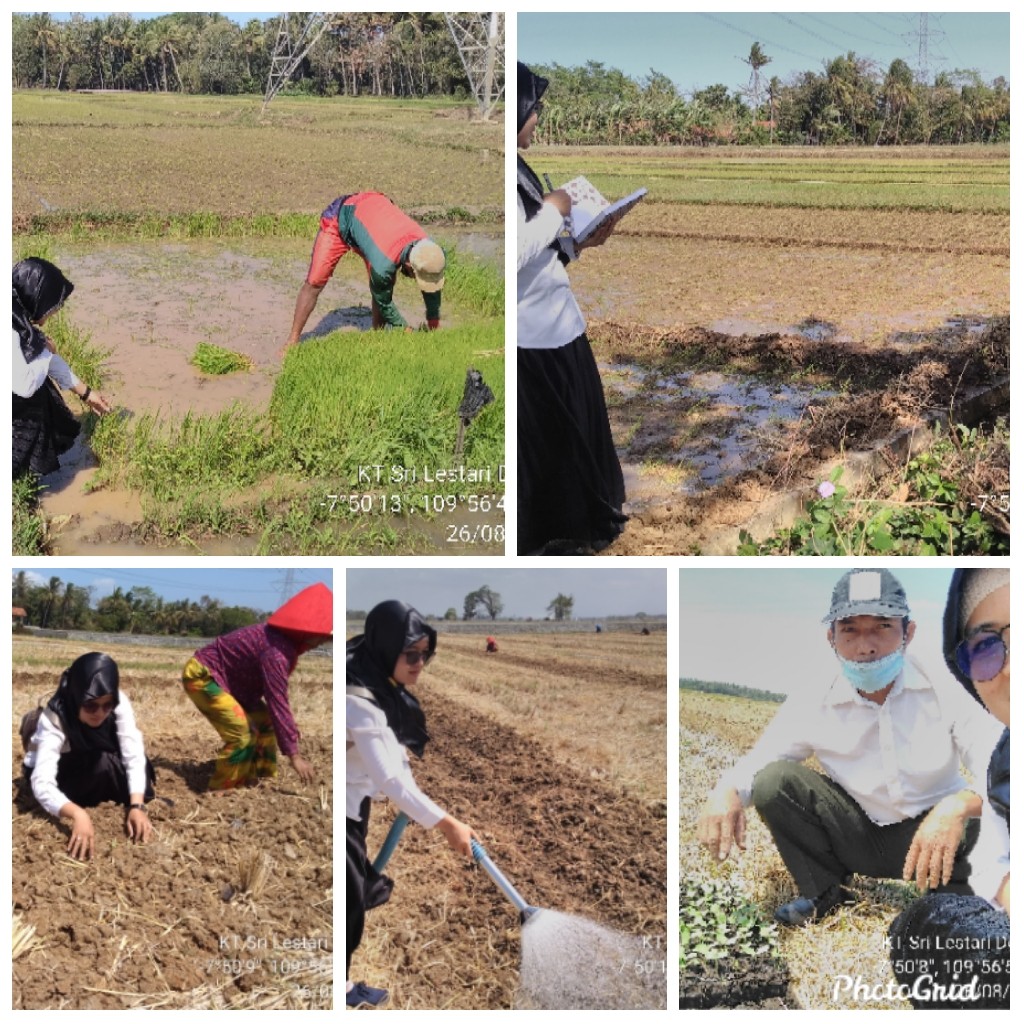 Kegiatan PPL Wibi Desa Ringgit Kecamatan Ngombol pada hari Sabtu Tanggal 25 Juli 2020.